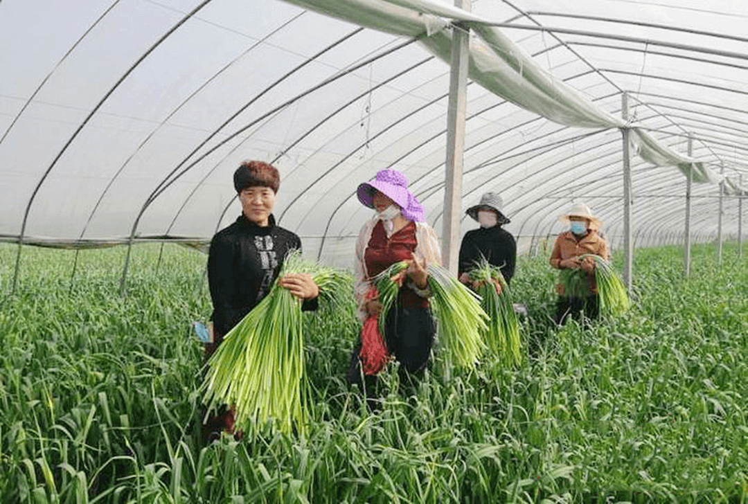 临沂兰陵县：多举措保障31.5万亩蒜薹产销平稳